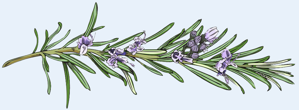 Rosemary graphic